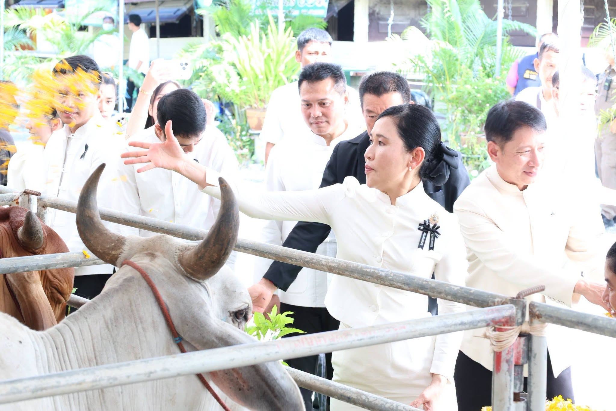 title - ส.ป.ก.นครปฐม เข้าร่วมพิธีไถ่ชีวิตโค-กระบือ เพื่อถวายเป็นพระราชกุศลแด่พระบาทสมเด็จพระวชิรเกล้าเจ้าอยู่หัว เนื่องในโอกาสมหามงคลเฉลิมพระชนมพรรษา 74 พรรษา 28 กรกฎาคม 2569